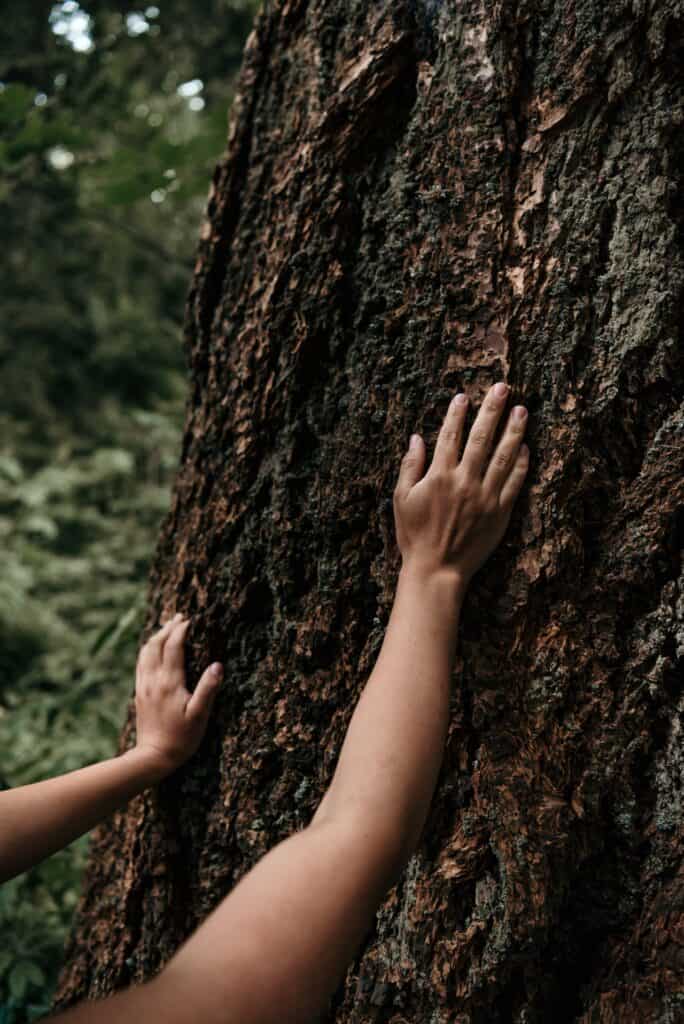 touching trees helps you feel better naturally 